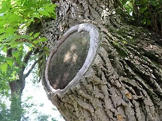 Close-up of a tree trunk with rough bark and a large, round wound with bark and wood ground inwards over the wound from the edges.