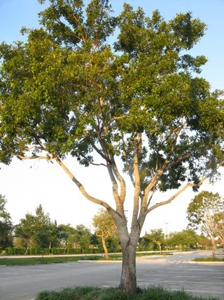 Architecture is poor and prone to failure. The tree has committed tremendous resources into growing two codominant stems originating five feet from the ground. Choose the stem on the left as the leader and reduce the height of the center portion of t