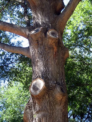 Close-up of a mature pine tree trunk with several cut branches and rough red-brown bark.