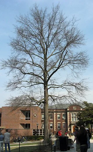 Strong Structure 2.jpg