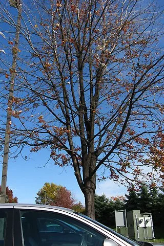 Tree architecture is terrible. Three main stems about five feet from the ground dominate the crown and are growing parallel to one another which makes correction very difficult. The center stem should be removed now all the way back to the trunk maki