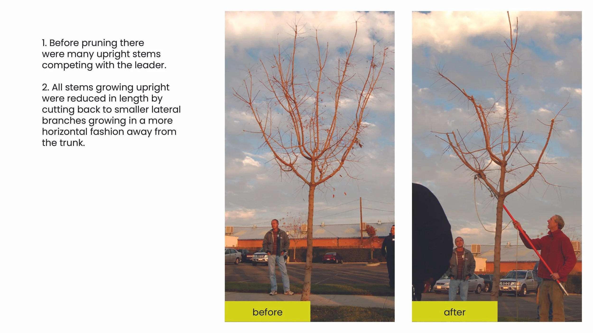 Structural Pruning Pages.jpg