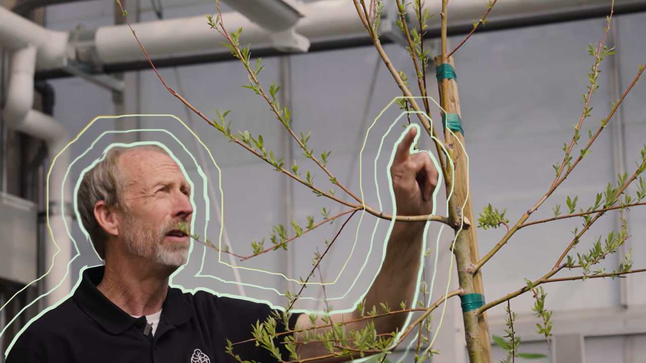 A man in a black shirt points at a young tree inside a greenhouse.
