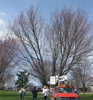 Crew working on a tall tree with pruning equipment near a park.