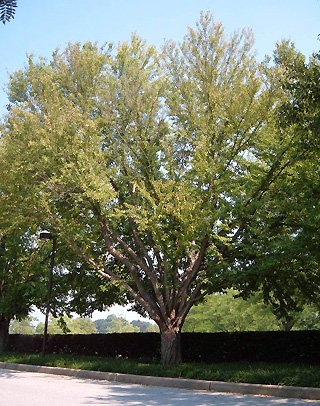 No central leader, several large trunks are attached at the same height