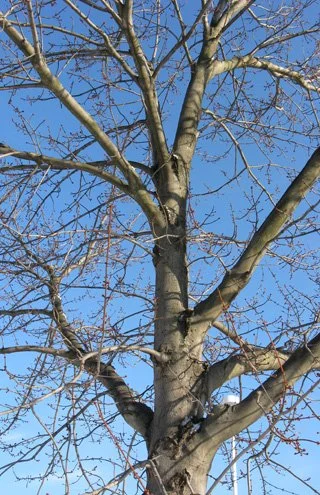 This tree has reasonably good trunk and branch structure. Four main branches are grouped or clustered together in the bottom of the crown. If these were left alone, they often grow aggressively to eventually choke off resources to the leader. The lar