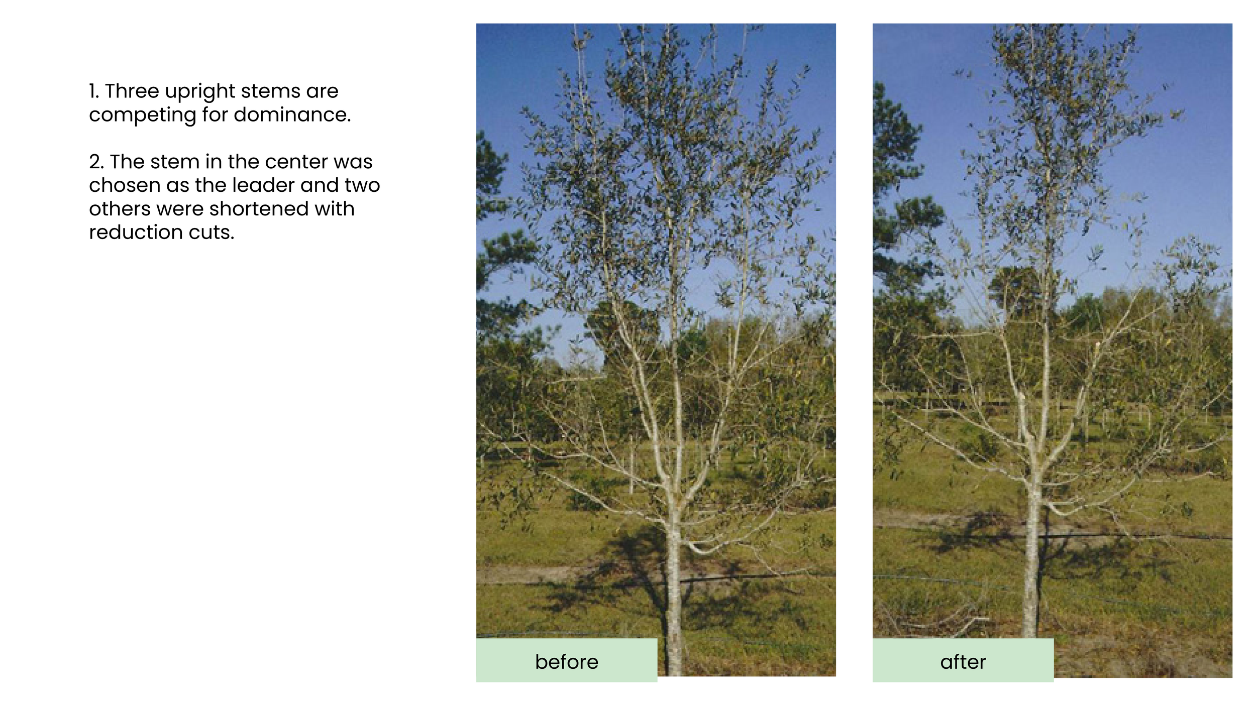 Structural Pruning Pages4.png