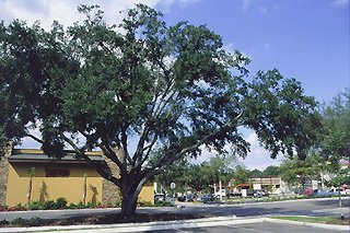 Large leafy tree in a parking lot with buildings and cars in the background. The blue sky is visible in gaps in the foliage.
