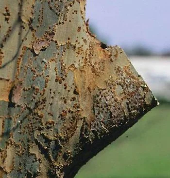 Close-up profile of a trunk where a branch was recently cut. A small amount of branch remains attached to the trunk.