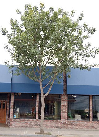Tree in front of a blue commercial building with large windows. The tree is bare on the bottom, and has one upward growing trunk and narrow side branches diverging.