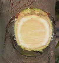 Cross-section of a tree trunk showing growth rings.