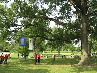 A large tree in a park with a very large low branch extending outwards over a lawn.