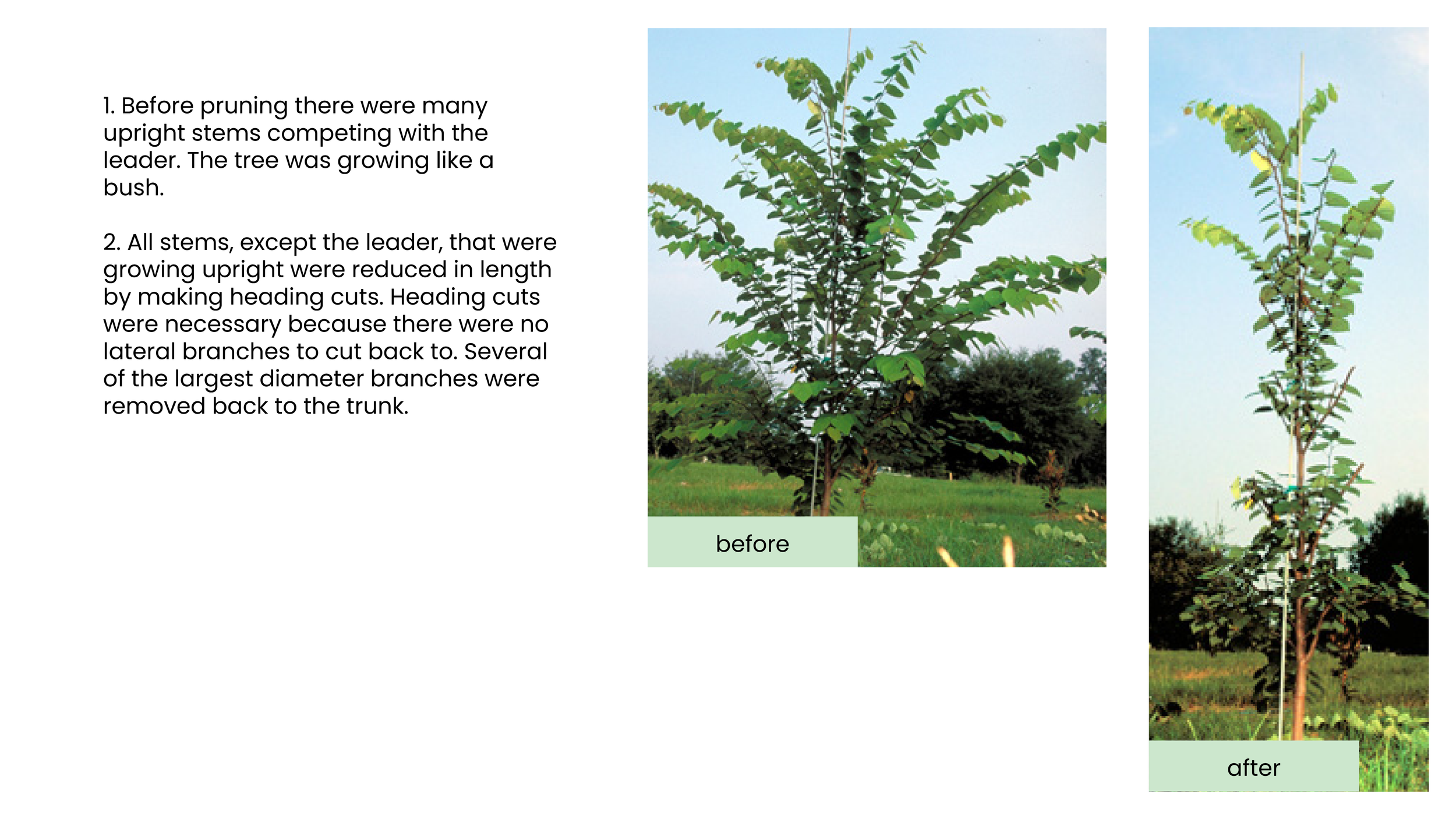 Structural Pruning Pages2.png