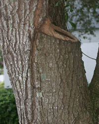 Tree with a large branch cut off and a squirrel resting on the cut surface
