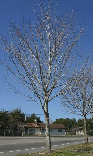 There is a leader technically at the way to the top of the tree. However, it soon becomes very small once it extends up into the crown a few feet. At that point, many branches emerge which take resources away from the leader which suppresses growth i