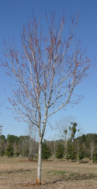 Upright Orientation 5.jpg