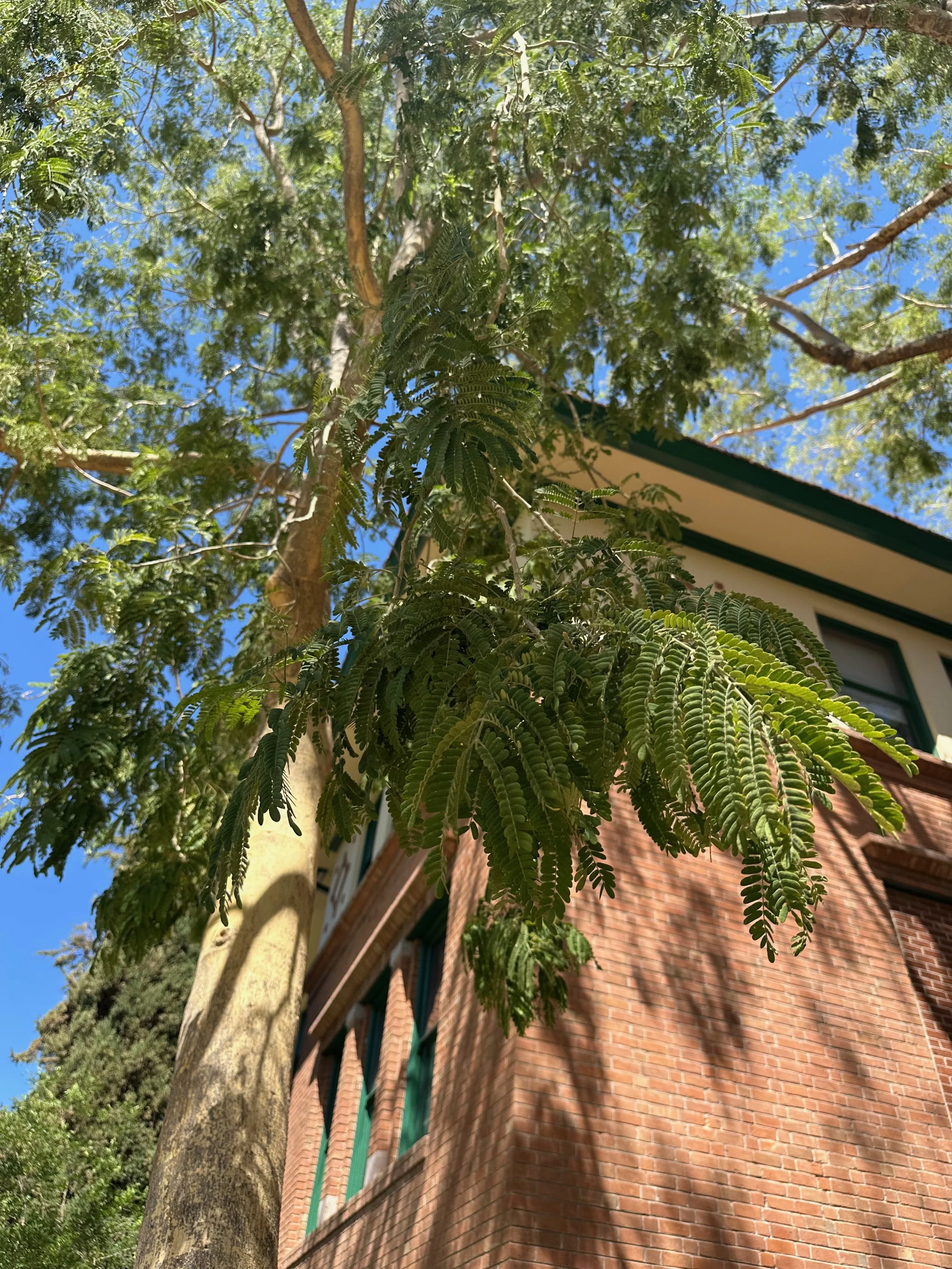 Alpeza Tree trees-for-californias-future — UFI