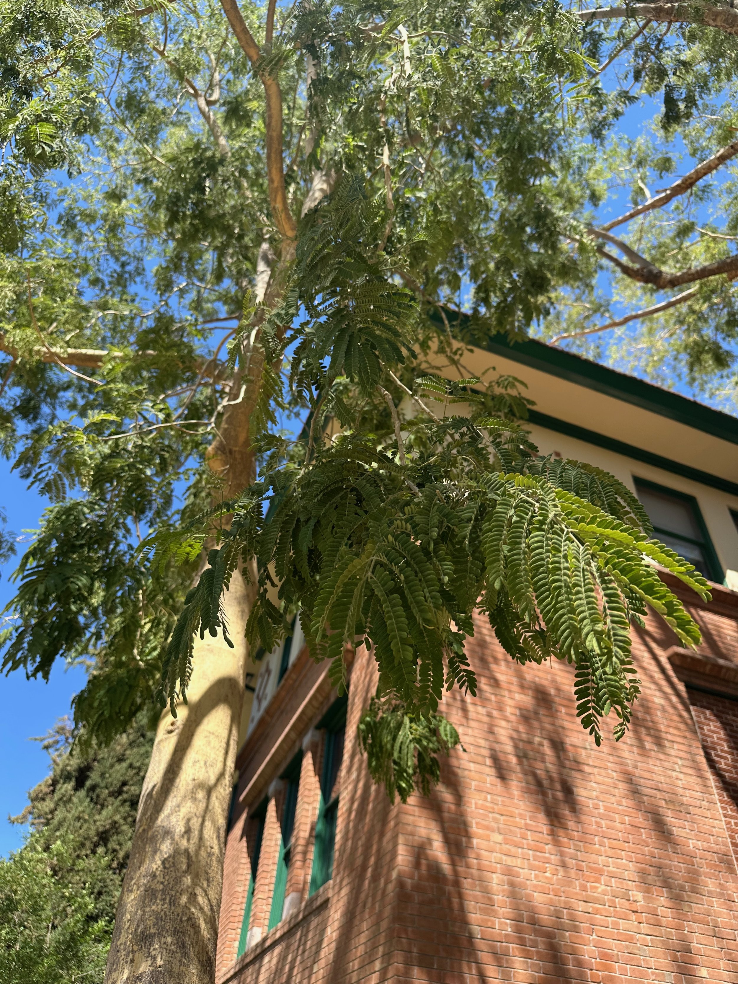 trees-for-californias-future — UFI