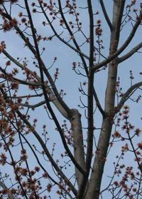 A reduction cut was made on the left stem