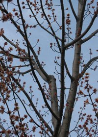 A reduction cut was made on the left stem