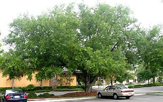 Very wide leafy green tree in a parking lot with parked cars and building in background.