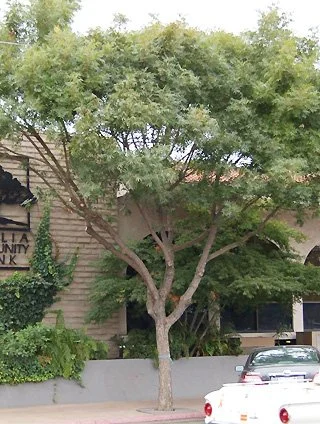 Tree where trunk diverges into three equally sized upward growing branches about 6 feet off the ground. These branches are bare until about 15' off the ground.