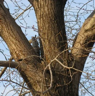 The large stem to the left has an inclusion in the union and is poorly connected to the trunk. The branch on the right does not have an inclusion. Both are growing very aggressively judging by their large size relative to the trunk. Reduce the length
