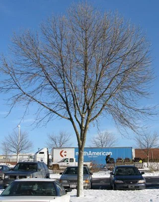 Architecture is poor and prone to failure. The tree has committed tremendous resources into growing three codominant stems originating six feet from the ground. Choose the stem in the center as the leader and reduce the height and length of the right