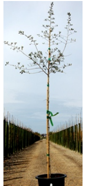 Young tree planted in a black pot, supported by a wooden stake with a green tie, situated along a dirt path in a nursery.