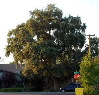 2 year post thinning