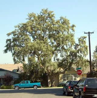 2 month post thinning