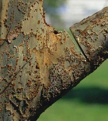 Close-up profile of a trunk where a branch was recently cut. The cut was made from the top and is pointed outwards away from the trunk.