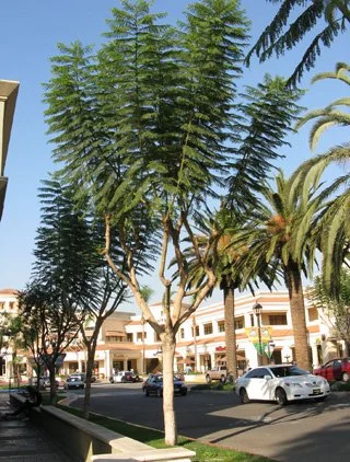Tall tree with green fronds in an urban setting with parked cars and buildings in the background. The lower branches are all smooth and bare, with leafy branches extending out of the top of the tree like a troll doll.