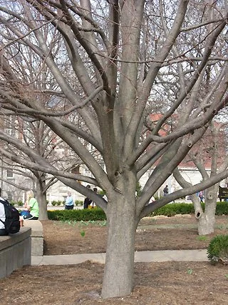 Several large trunks attached at the same height around the trunk