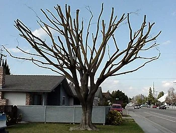 A leafless tree in front of a house with a gray fence, on a residential street with cars and trees in the background.