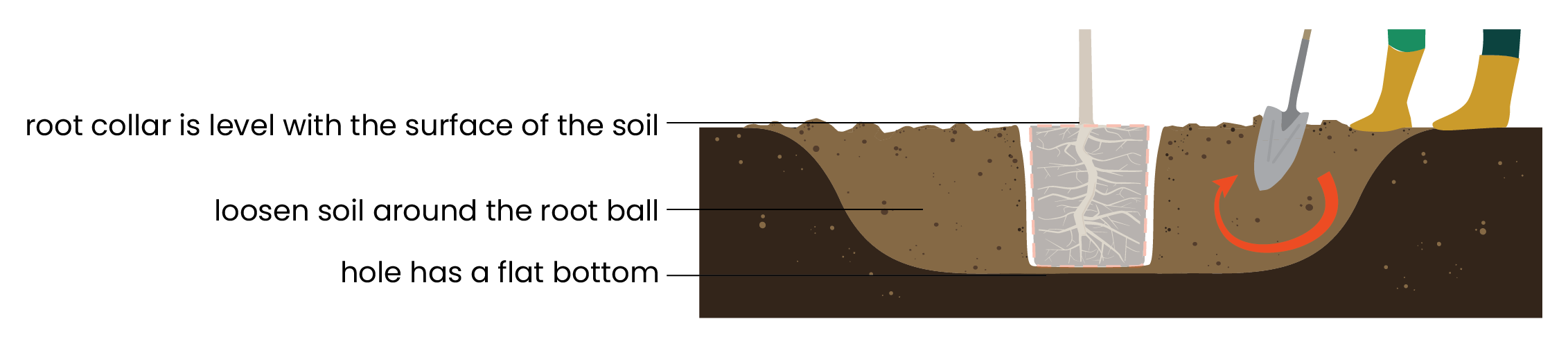 Illustration of planting a tree, showing digging a hole, placing the tree, and filling the hole with soil.