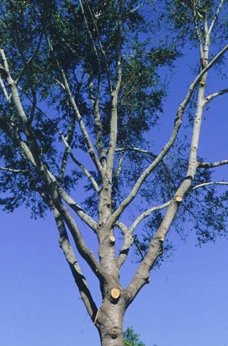Tall tree with green leaves and branches against a clear blue sky. Many circular wounds along the trunk show where branches were pruned.
