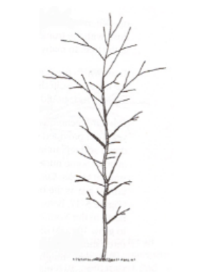 A drawing of a leafless tree with multiple branches.