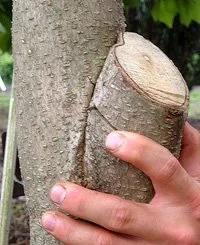 A person holding a small cut branch of a tree trunk close to the tree, with a large seam in the bark extending from the connection between the branch and the trunk downwards.