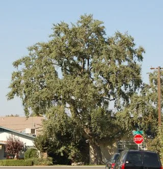 4 month post thinning