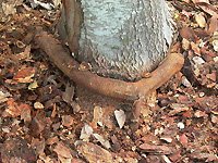 Tree trunk with a rusted metal ring around its base on the ground with small rocks and leaves.