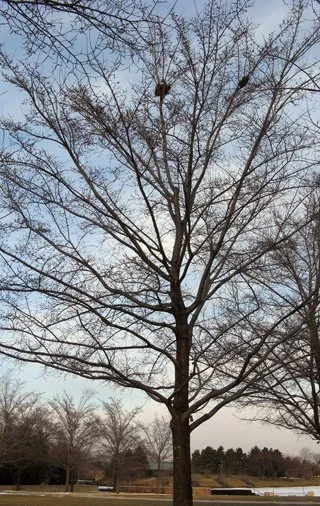  	Structure in the bottom half of the crown is great. There is one trunk extending well up into the crown and branches are small in diameter and oriented more-or-less horizontally. At mid-crown, a few branches are growing more upright. There are seve