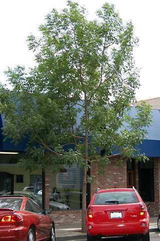 Street scene with a large leafy tree, parked red cars, and a building with blue and brick exterior. The tree has a single upright trunk.