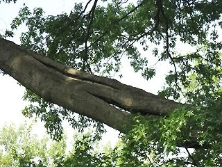 Large tree branch with two large cracks running lengthwise along the branch.