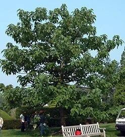 A large green tree with broad leaves, situated in a park with a bench and people nearby.