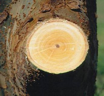 Close-up of a tree trunk with a fresh cut showing the light-colored wood.