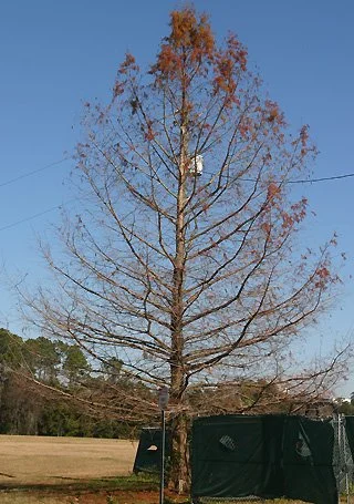 Strong Structure 3.jpg