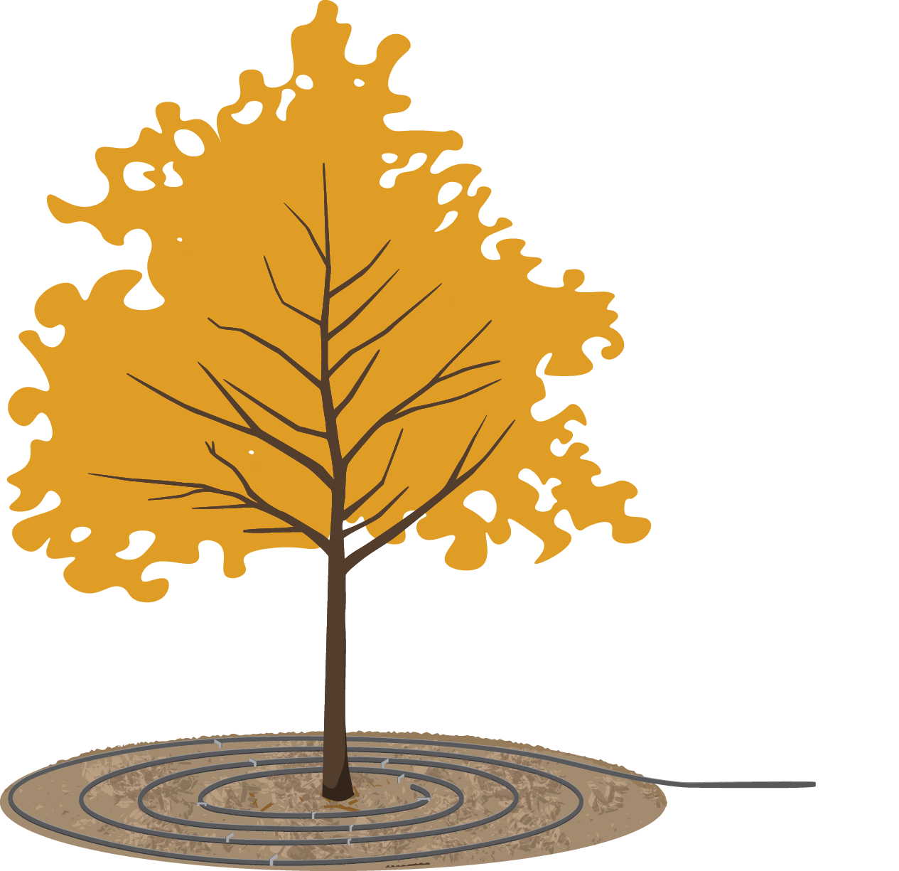 Illustration of a tree with gold leaves, showing drip irrigation placed in concentric circles around the base of the tree.