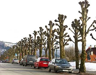 Row of knobby pruned trees alongside parked cars on a street with snow and buildings in the background.