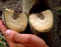 A hand holding a cross-section of a tree branch showing a dark streak of dead wood starting from the top of the branch and progressing inward.